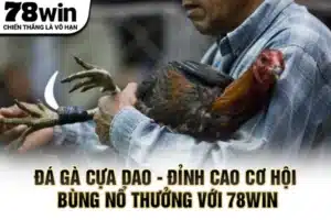 Đá gà cựa dao