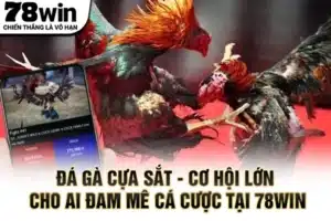 Đá gà cựa sắt