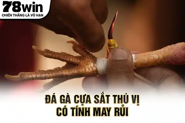 Đá gà cựa sắt thú vị có tính may rủi