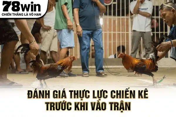 Đánh giá thực lực chiến kê trước khi vào trận