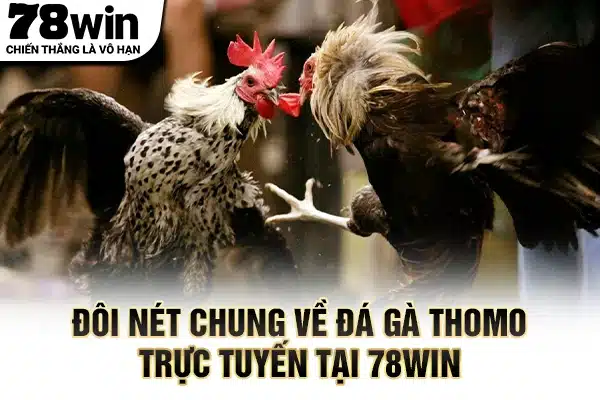 Đôi nét chung về đá gà thomo trực tuyến tại 78WIN