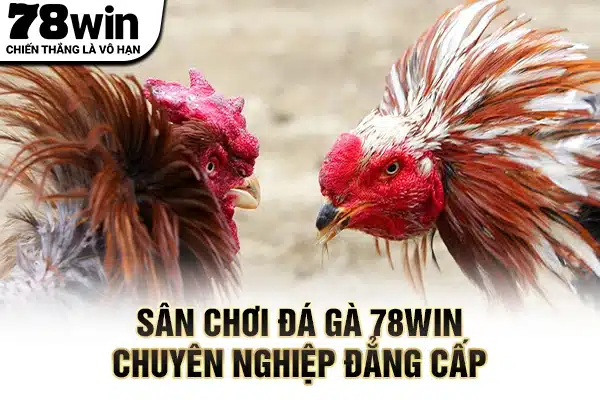Sân chơi đá gà 78WIN chuyên nghiệp đẳng cấp