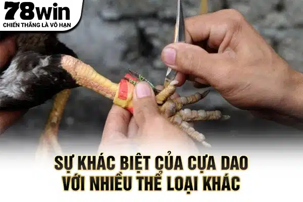 Sự khác biệt của cựa dao với nhiều thể loại khác