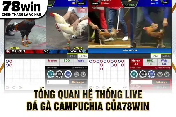 Tổng quan hệ thống live đá gà Campuchia của78WIN