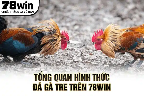 Tổng quan hình thức đá gà tre trên 78WIN